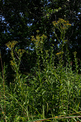 Senecio inornatus image