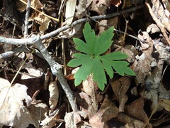Hydrophyllum virginianum