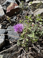 Monardella odoratissima