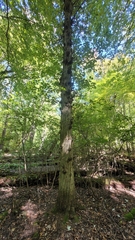 Quercus bicolor
