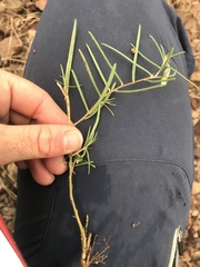 Oenothera hartwegii