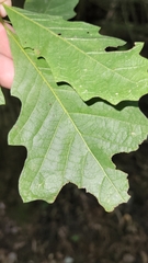 Quercus bicolor