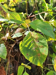 Diplocarpon rosae