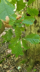 Quercus bicolor