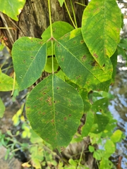 Diplocarpon rosae