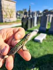 Podarcis siculus campestris