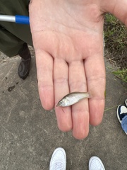 Poecilia latipinna
