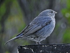 Geospizopsis unicolor