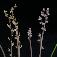 Triglochin laxiflora