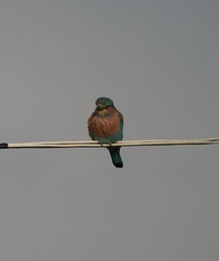 Coracias benghalensis