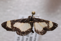 Heliomata cycladata