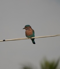 Coracias benghalensis