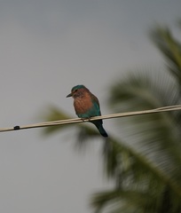 Coracias benghalensis