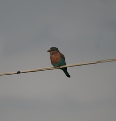 Coracias benghalensis
