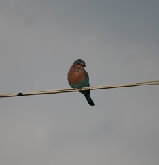 Coracias benghalensis