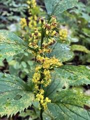 Solidago flexicaulis