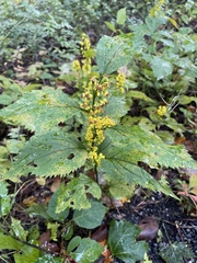 Solidago flexicaulis