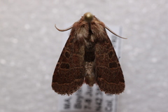 Protorthodes