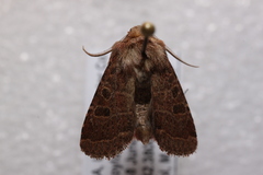Protorthodes