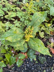Solidago flexicaulis