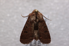 Protorthodes