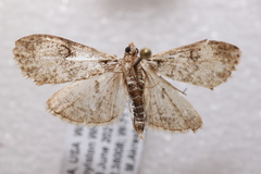 Palpita