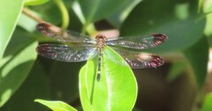 Macrothemis inequiunguis