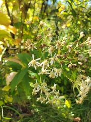 Doellingeria umbellata