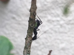 Tettigoniidae