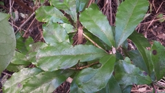 Alseuosmia macrophylla