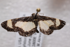 Heliomata cycladata