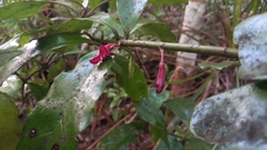 Alseuosmia macrophylla