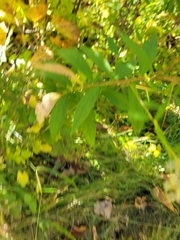 Doellingeria umbellata