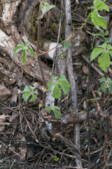 Cyphostemma hypoleucum