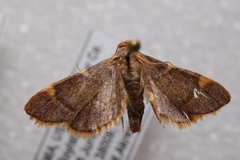 Hypsopygia