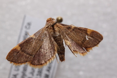 Hypsopygia