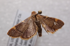 Hypsopygia