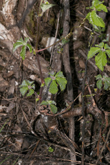 Cyphostemma hypoleucum