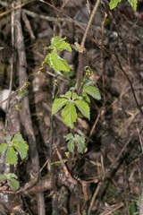 Cyphostemma hypoleucum