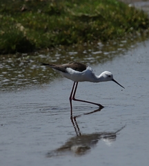 Himantopus himantopus