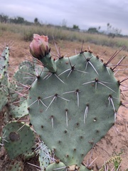 Opuntia