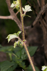 Cyphostemma hypoleucum