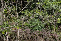 Dalbergia obovata