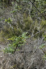 Dalbergia obovata