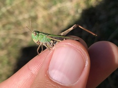 Stenobothrus lineatus