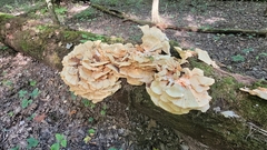 Laetiporus