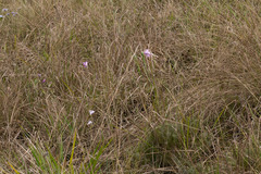 Dierama ambiguum