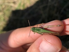 Stenobothrus lineatus