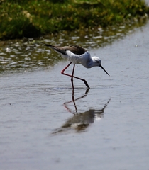 Himantopus himantopus