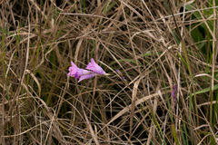 Dierama ambiguum